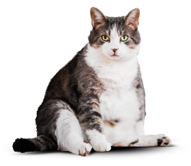 Кот до употребления корма: выглядит ленивым, толстым и страшным.