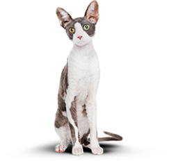 Кот после употребления корма: выглядит молодым, худым и бодрым.