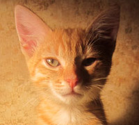 Портрет Кекса